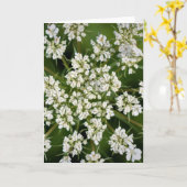 アンヌ女王レース、カード カード (黄色い花)