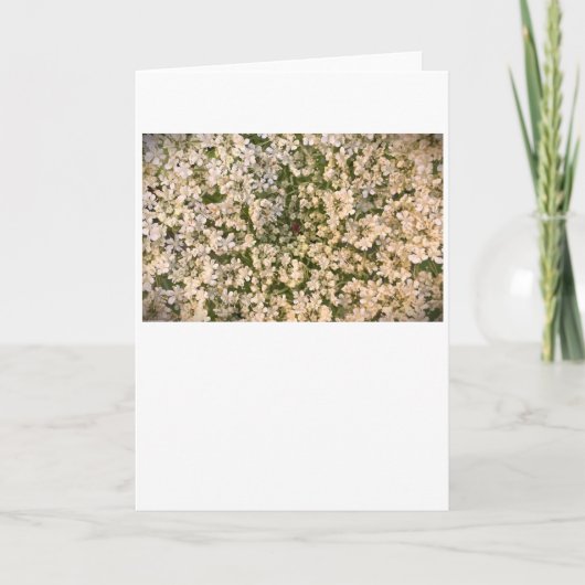 アンヌ女王レース、カード カード (正面)