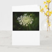 アンヌ女王レース、カード カード (黄色い花)