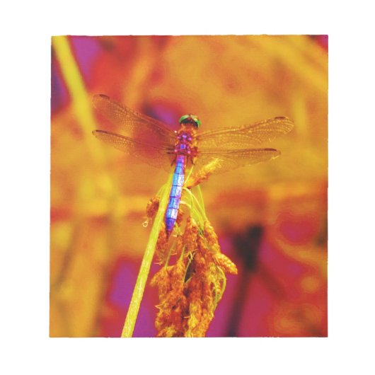 アンバーと暗い赤紫色のレインボードラゴンフライ ノートパッド (正面)