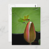 アンバーウィングトンフライ葉書 ポストカード (正面/裏面)