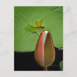 アンバーウィングトンフライ葉書 ポストカード