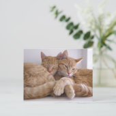 アンバー&トペス ポストカード (スタンド正面)