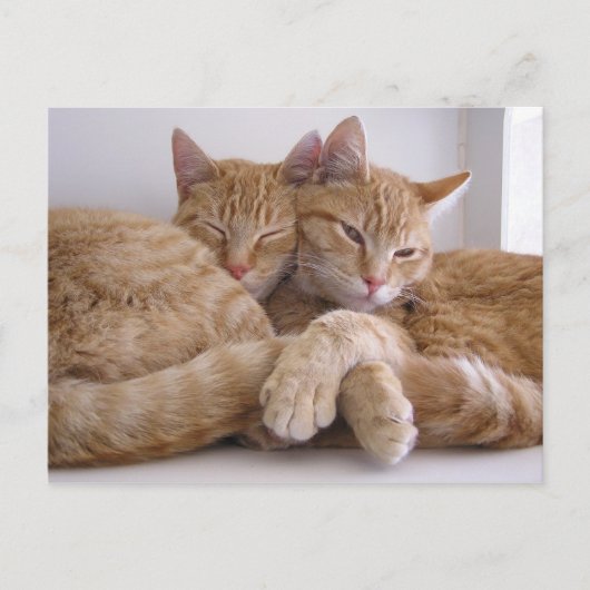 アンバー&トペス ポストカード (正面)