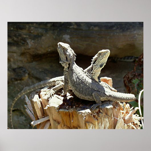 アンフィオンとゼツス ポスター (正面)