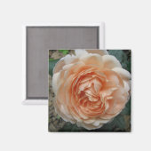 アンブリッジバライン開花 マグネット (正面/裏面)