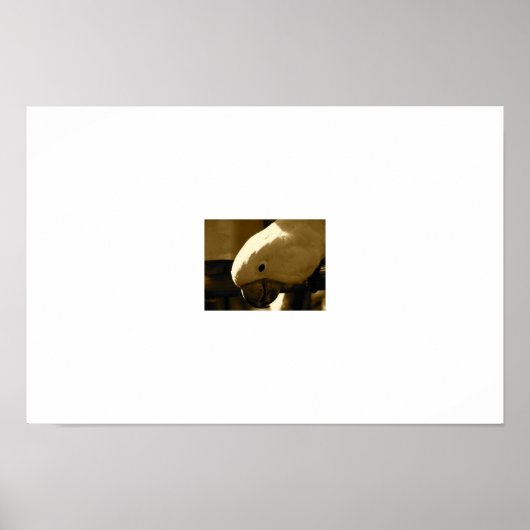 アンブレラコアカトオ ポスター (正面)