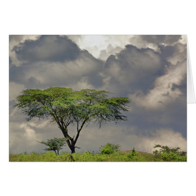 アンブレラソーンアカシア、アカシアのトルティーリス、および2 (正面横)