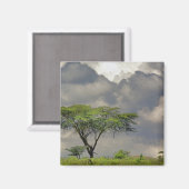 アンブレラソーンアカシア、アカシアのトルティーリス、および2 マグネット (正面/裏面)