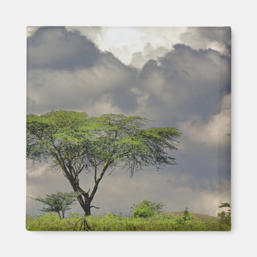 アンブレラソーンアカシア、アカシアのトルティーリス、および2 マグネット (正面)