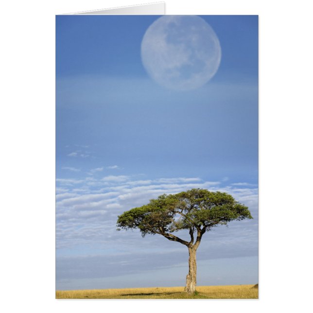 アンブレラソーンアカシア，アカシアのトルティーリス， and (正面)