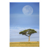 アンブレラソーンアカシア，アカシアのトルティーリス， and フォトプリント            (正面)