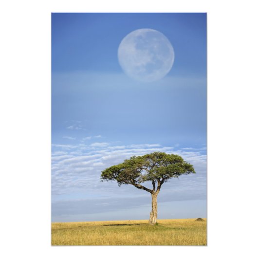 アンブレラソーンアカシア,アカシアのトルティーリス, and フォトプリント (正面)