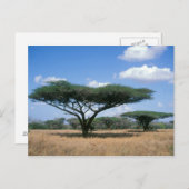 アンブレラソーンアカシア（アカシアのトルティーリス）, Mkuze ポストカード (正面/裏面)