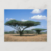 アンブレラソーンアカシア（アカシアのトルティーリス）, Mkuze ポストカード (正面)