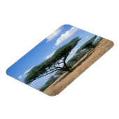 アンブレラソーンアカシア(アカシアのトルティーリス), Mkuze マグネット (左側)