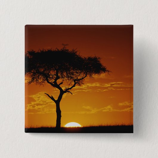 アンブレラ·ソーン·アカシア、アカシア·トルティリス 缶バッジ (正面)