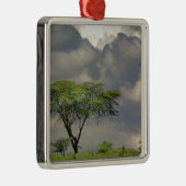 アンブレラ·ソーン·アカシア、アカシア·トルティリス、2 メタルオーナメント (右)