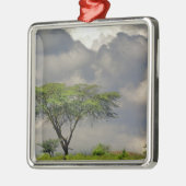 アンブレラ·ソーン·アカシア、アカシア·トルティリス、2 メタルオーナメント (左)