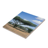 アンブレラ·トーン·アカシア(Acacia tortilis)、ムクゼ タイル (側面)