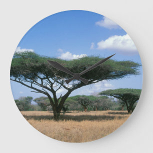 アンブレラ·トーン·アカシア(Acacia tortilis)、ムクゼ ラージ壁時計