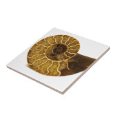 アンモナイトの化石 タイル (側面)