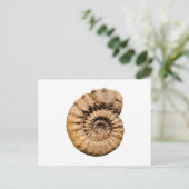 アンモナイトの化石 ポストカード (スタンド正面)