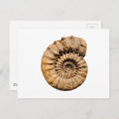 アンモナイトの化石 ポストカード (正面/裏面)