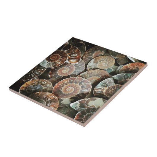 アンモナイト束 タイル (側面)