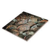 アンモナイト束（大） タイル (側面)