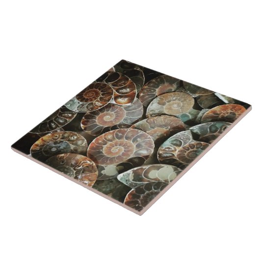 アンモナイト束（大） タイル (側面)