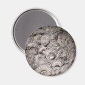 アンモナイト磁石 マグネット (正面/裏面)