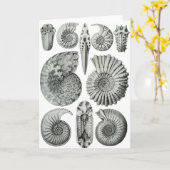 アンモナイト カード (黄色い花)