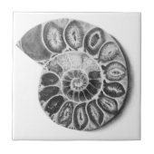 アンモナイト タイル (正面)