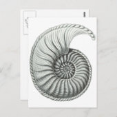 アンモナイト ポストカード (正面/裏面)