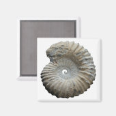 アンモナイト マグネット (正面/裏面)