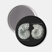 アンモナイト マグネット (正面/裏面)