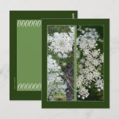 アン女王のレースのしおり ポストカード (正面/裏面)