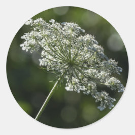 アン女王のレースの白い野生の花のステッカー ラウンドシール