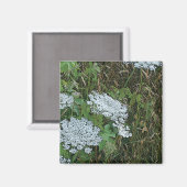 アン女王のレースの白い野生花 マグネット (正面/裏面)