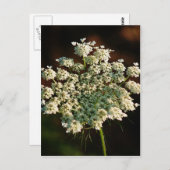 アン女王のレース ポストカード (正面/裏面)