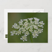 アン・クィーンのレースのポストカード ポストカード (正面/裏面)