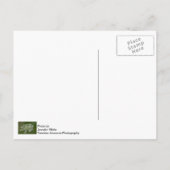 アン・クィーンのレースのポストカード ポストカード (裏面)