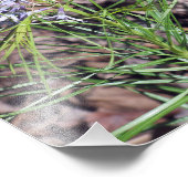 アーカンサスブルースターニードレリーフ フォトプリント            (角)