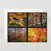 アーカンソーの秋の木々の写真はがき ポストカード (正面/裏面)