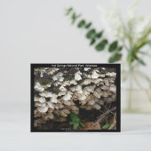 アーカンソー州立公園 ポストカード (スタンド正面)