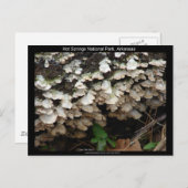 アーカンソー州立公園 ポストカード (正面/裏面)