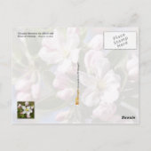 アーカンソー州花：リンゴ花 ポストカード (裏面)