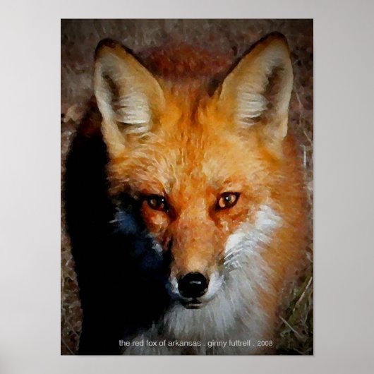 アーカンソー赤キツネ ポスター (正面)