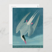 アークティックタンバードオブアメリカオードボンプリント シーズンポストカード (正面/裏面)